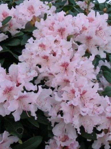 Rhododendron ‘Etoile de Sleidinge’ (ROZE)