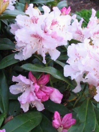 Rhododendron ‘Albert Schweitzer’ (ROZE)
