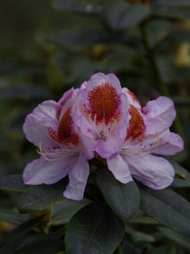 Rhododendron ‘Mrs Anthony Waterer’ (LILA/ROZE)