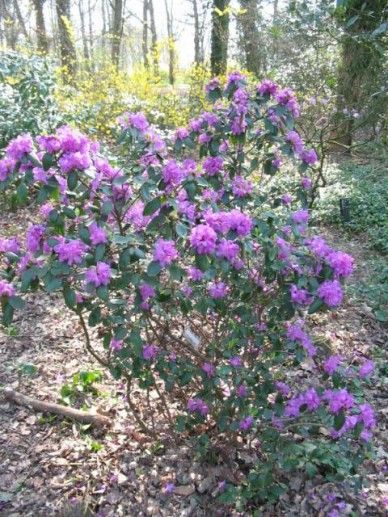 Rhododendron ‘Tamarindos’ (P)