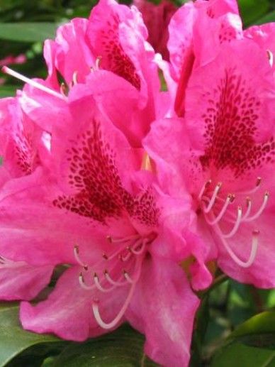 Rhododendron pon. ‘Roseum’