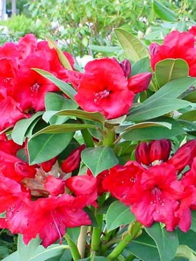 Rhododendron ‘Red Jack’ (ROOD)