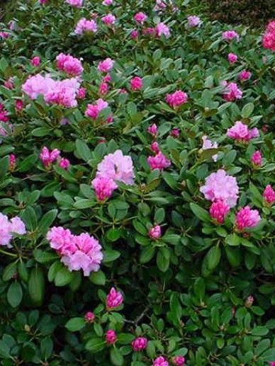 Rhododendron ‘Silberwolke’ (Y/ROZE)
