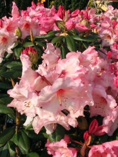 Rhododendron ‘Virginia Richards’ (ROZE)