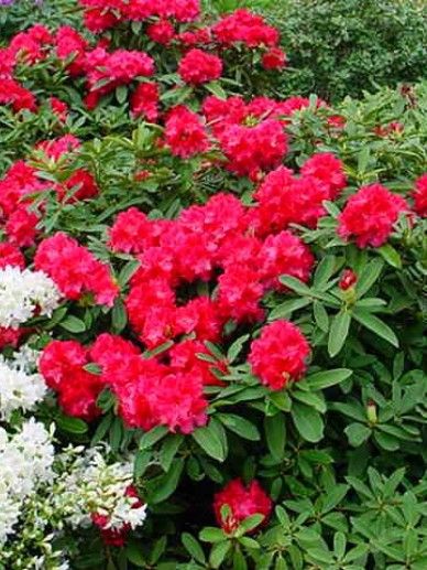 Rhododendron ‘Wilgen’s Ruby’ (ROOD)