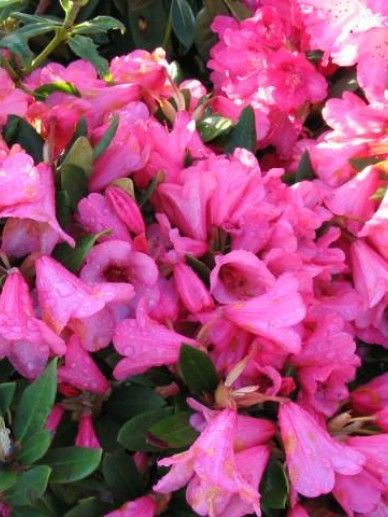 Rhododendron ‘Winsome’ (ROZE)