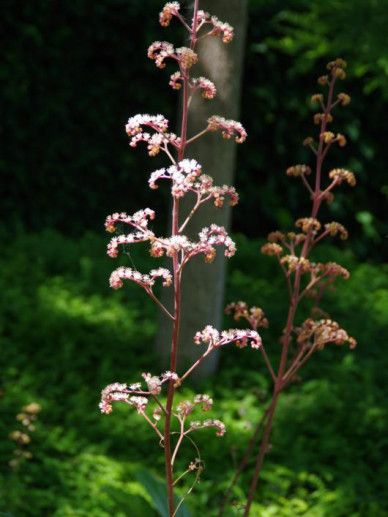 Rodgersia pinnata (ROZE)