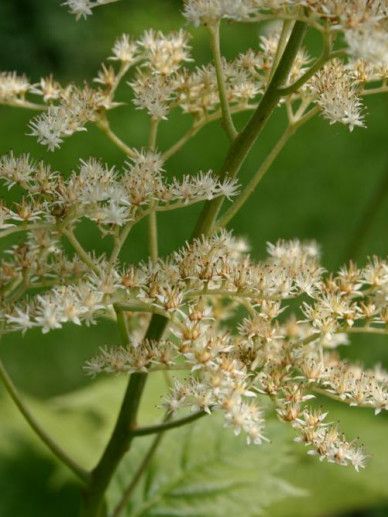 Rodgersia pod. ‘Rotlaub’