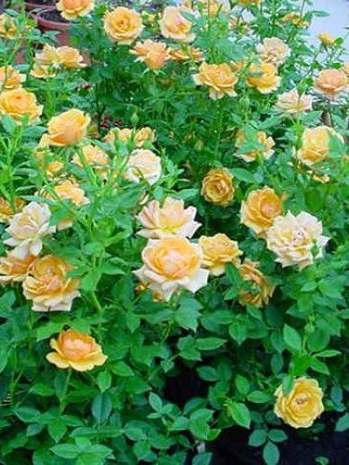 Rosa ‘Amber Nectar’ (PA)