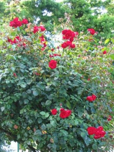 Rosa ‘Mon Jardin Ma Maison’ (K/WIT)