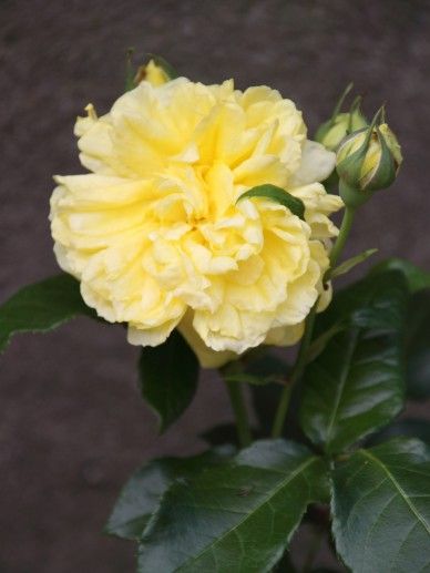 Rosa ‘The Generous Gardener’ (K/AU/ROZE)