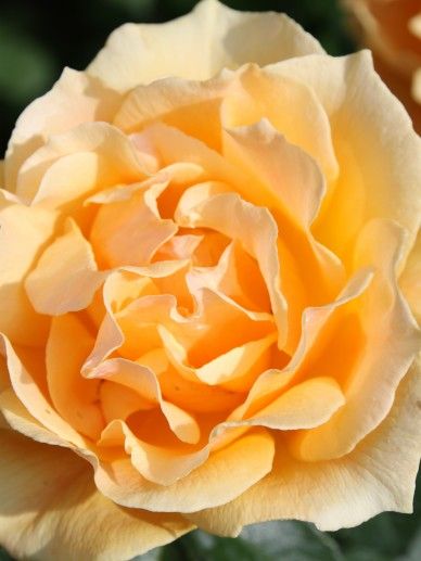 Rosa ‘Geranium’ (ROOD)