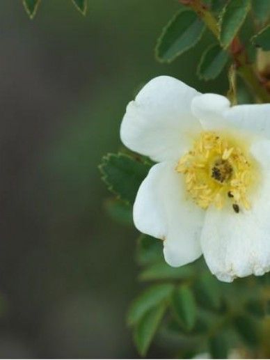 Rosa pimpinellifolia (=spinosissima)