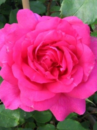 Rosa ‘Pink Cloud’ (K/ROZE)