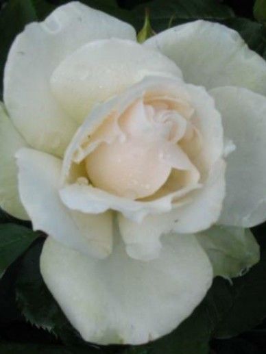 Rosa ‘Whiter Shade of Pale’ (H/ROZE)