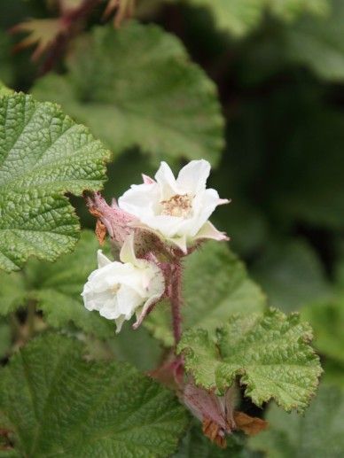 Rubus ‘Betty Ashburner’ (SIERBRAAM)