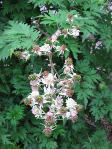 Rubus ‘Thornless ‘Boysenberry’ (BOYSENBES/KLEINFRUIT)