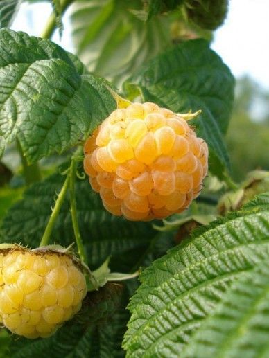 Rubus ida. ‘Fallgold’ (FRAMBOOS/GEEL/HERFST/KLEINFRUIT)