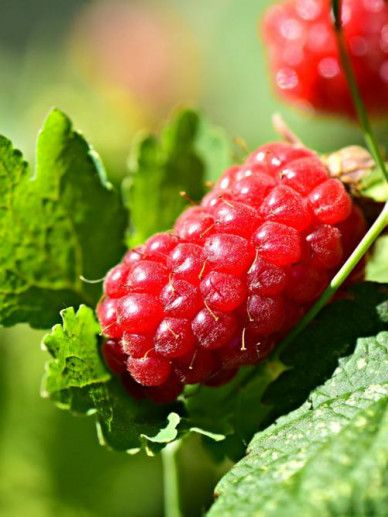 Rubus ida. ‘Glen Ample'(FRAMBOOS/ROOD/ZOMER/KLEINFRUIT/DOORNLOOS)