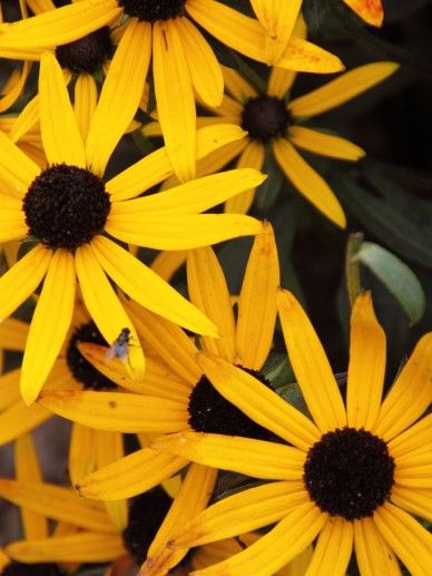 Rudbeckia ful. ‘City Garden’