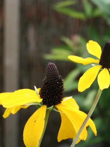 Rudbeckia maxima