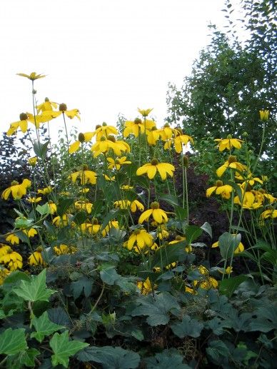 Rudbeckia nit. ‘Herbstsonne’ (GEEL)