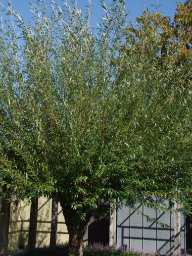 Salix alba ‘Chermesina’