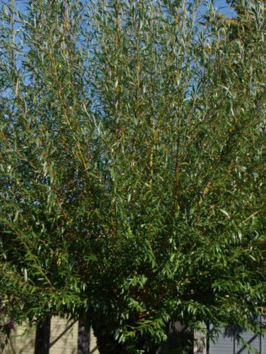 Salix alba ‘Sericea’