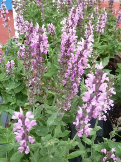 Salvia nem. ‘Caradonna Pink’