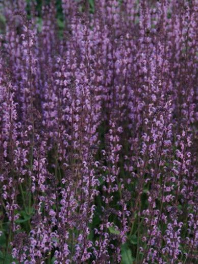 Salvia ‘Spencer Lake’