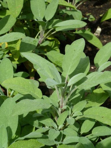 Salvia officinalis (KRUID/SALIE)