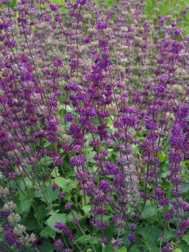 Salvia ‘Purple Bloom’