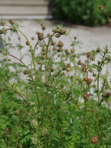 Sanguisorba minor