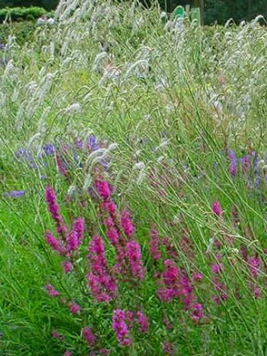 Sanguisorba ten. alba