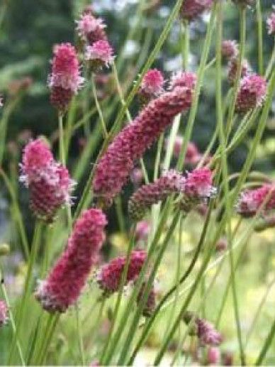 Sanguisorba ten. purpurea