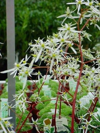 Saxifraga ‘Touran Deep Red’