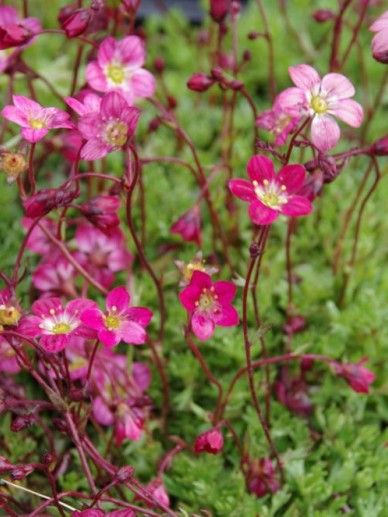 Saxifraga (A) ‘Purpurteppich’ (ROOD)