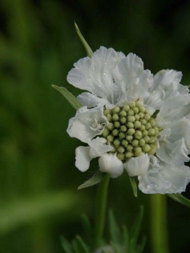 Scabiosa cau. ‘Perfecta Alba’