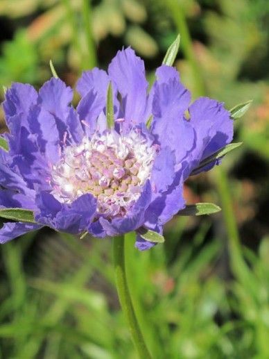 Scabiosa cau. ‘Perfecta’ (BLAUW)