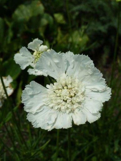 Scabiosa cau. ‘Miss Willmott’