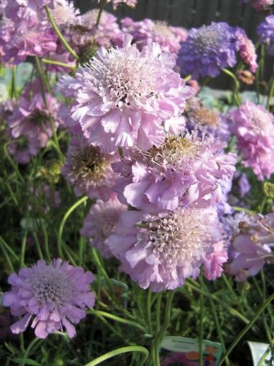 Scabiosa col. ‘Pink Mist’ (ROZE)