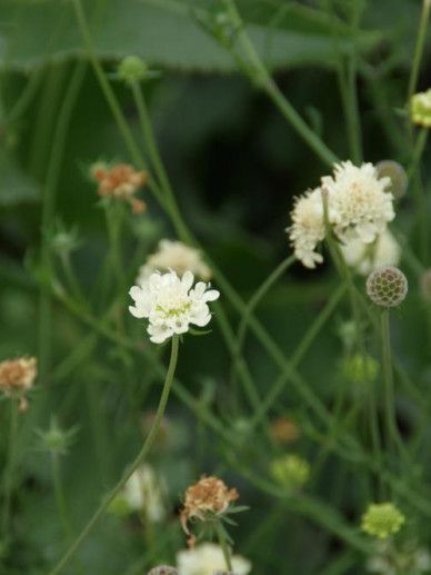 Scabiosa ochroleuca