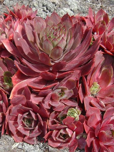 Sempervivum funckii