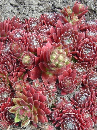 Sempervivum ‘Silberkarneol’ (GRIJS/ROOD)