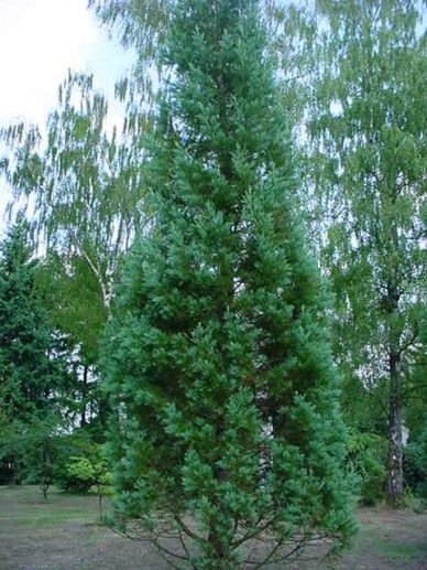 Sequoiadendron giganteum