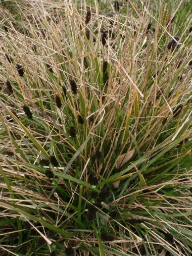 Sesleria glauca (GRAS)