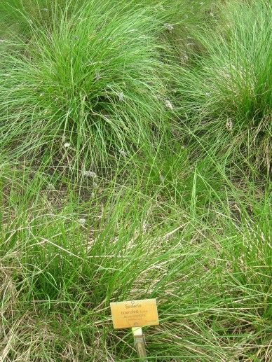 Sesleria caerulea (GRAS)