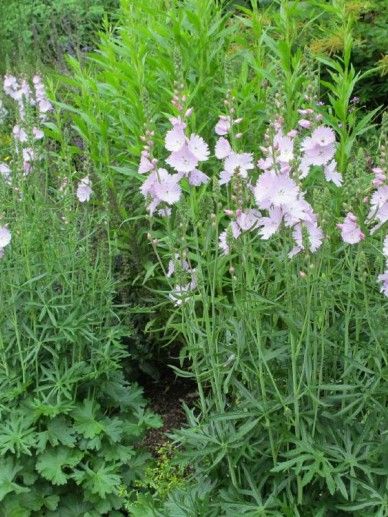 Sidalcea ‘Elsie Heugh’ (ROZE)