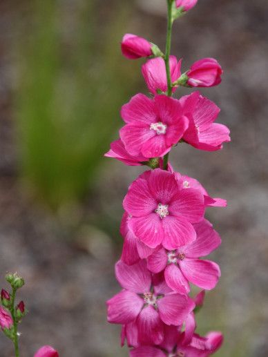 Sidalcea ore. ‘Brilliant’ (ROOD)