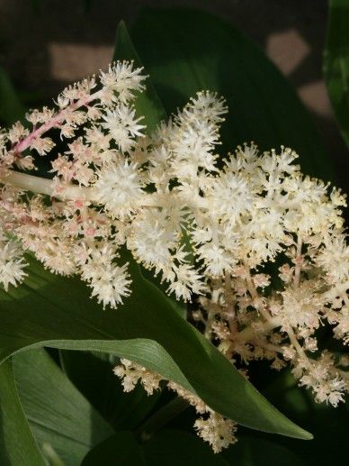 Smilacina racemosa (WIT)
